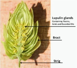Half of a hop cone. The lupulin is the clustered yellow powder. Photo from indiehops.com