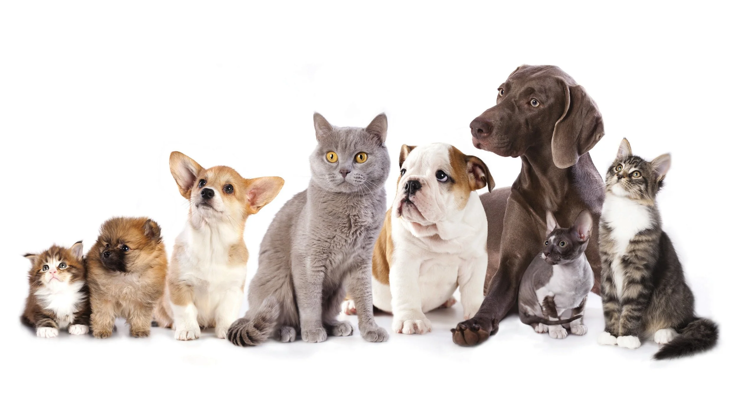 Cats-and-Dogs.jpg