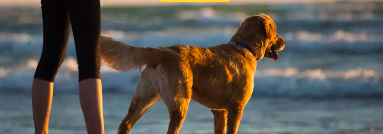 Screen Shot 2019-04-02 at 9.16.47 AM.png