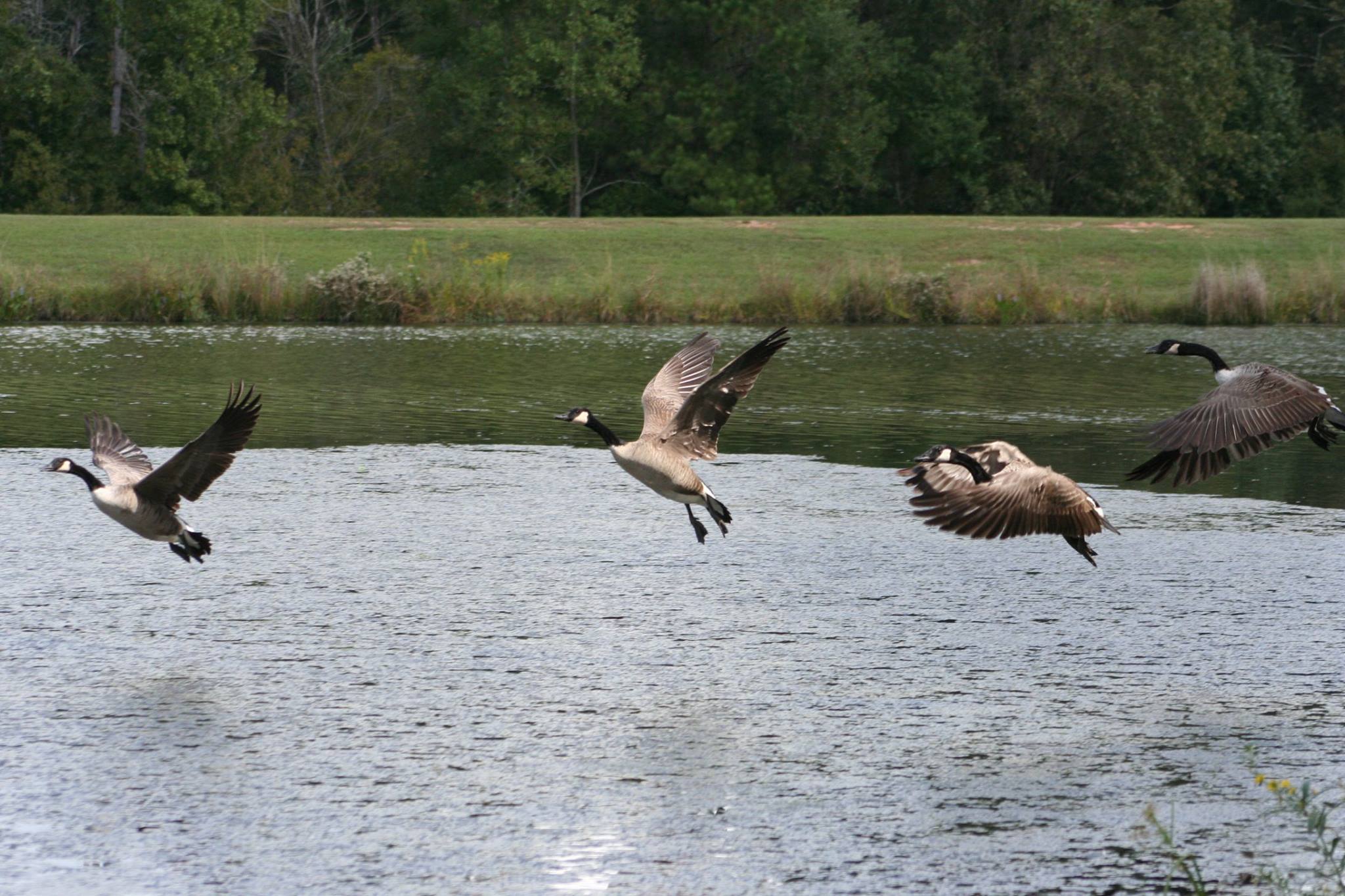 geese.jpg