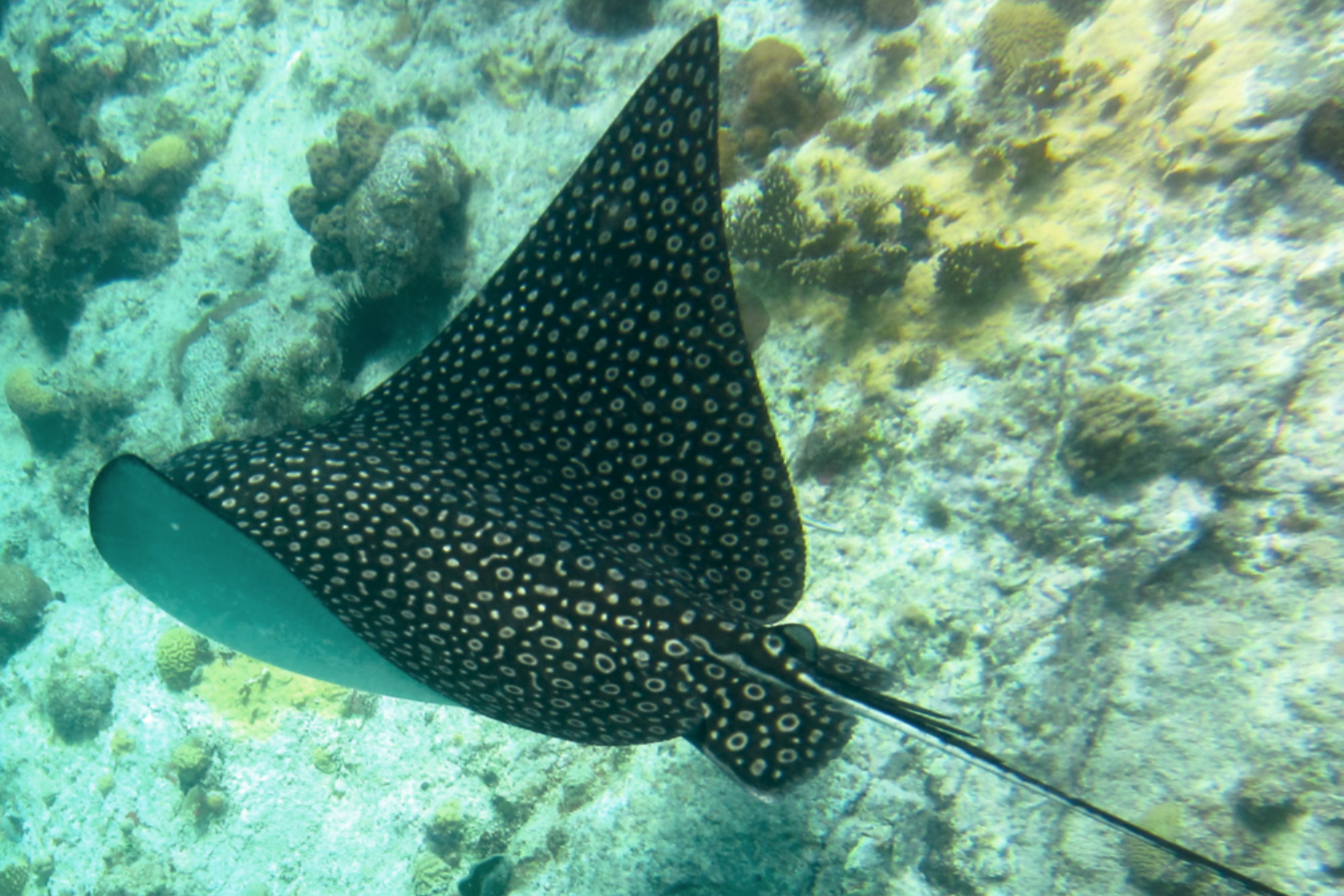 A SPOTTED EAGLE RAY TAKES A SWIM