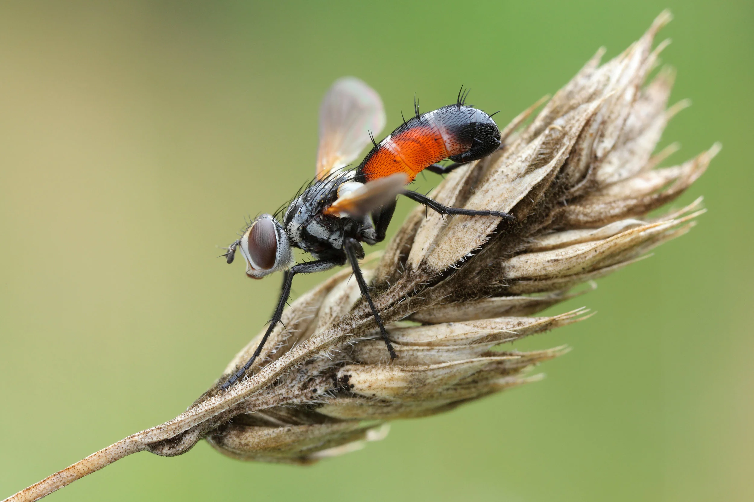 Cylindromyia sp. Photo: Nikola Rahm é