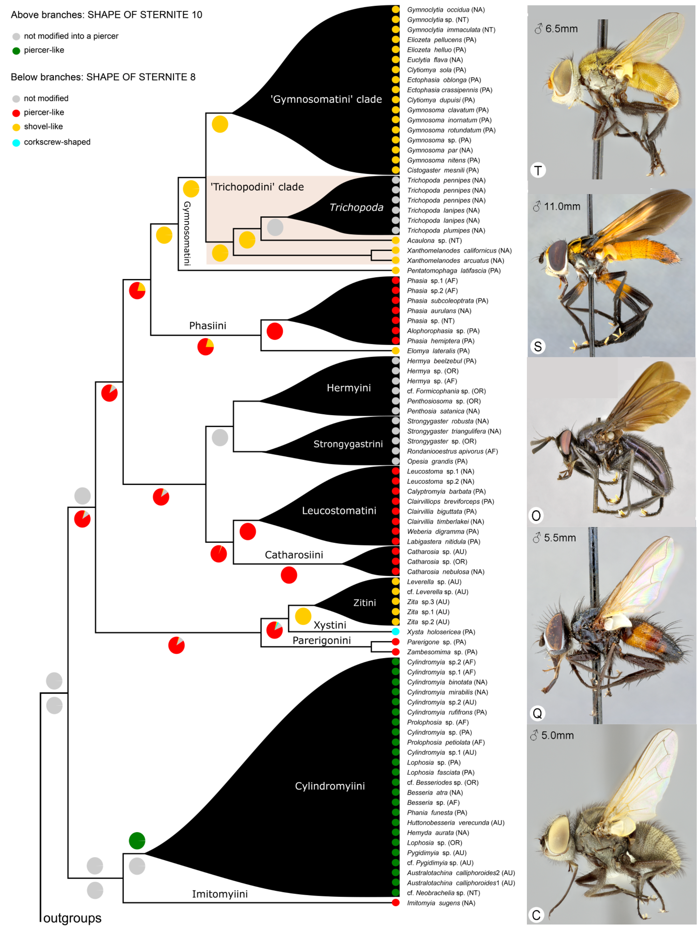 Evolution of phasiine piercers used to inject eggs into stink bug hosts. From Blaschke et al. (2018).