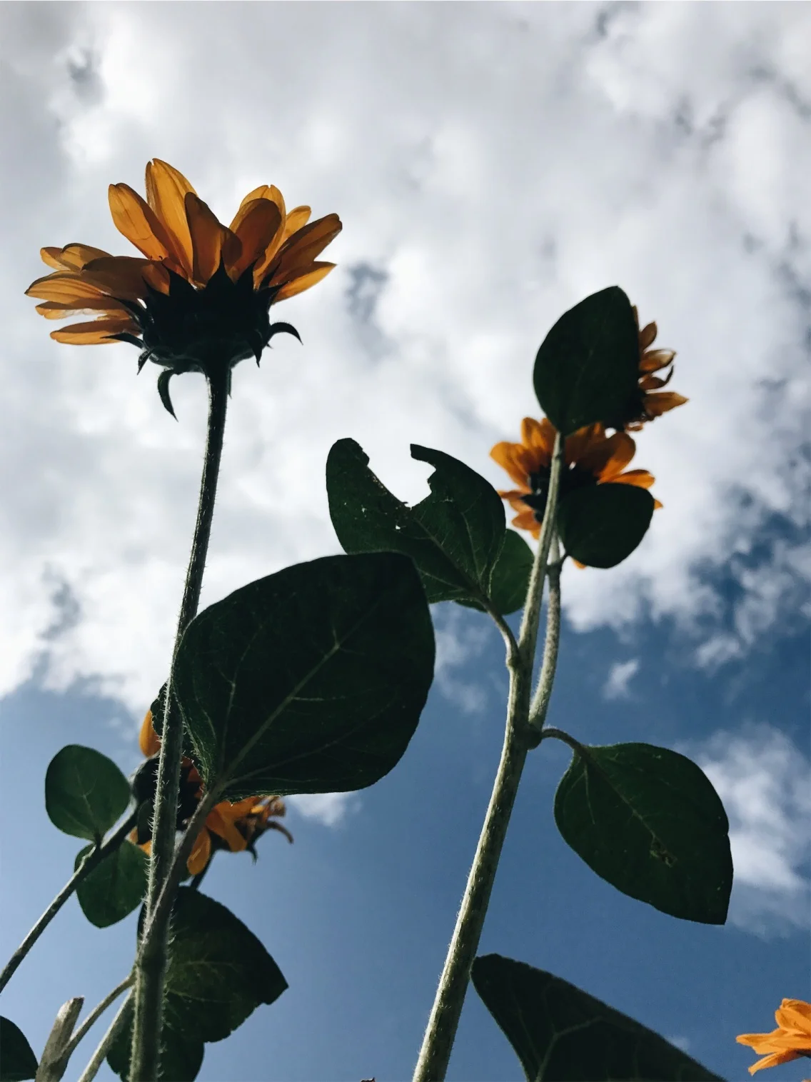 vsco59b4704701ccf.jpg