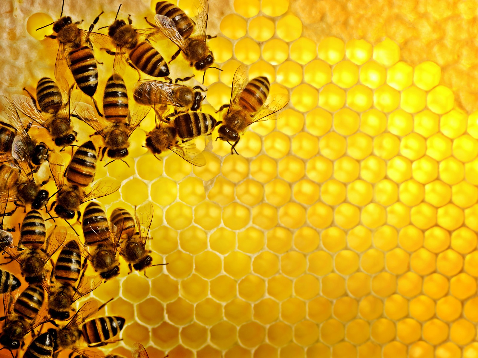 Honey Bee - Honeycomb Yellow.jpg