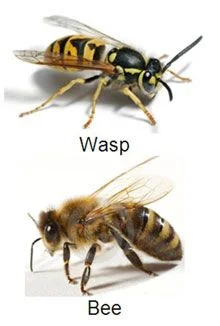 a780df47b43505ec2570a8e3bd47437f--bees-and-wasps-yellow-jackets.jpg