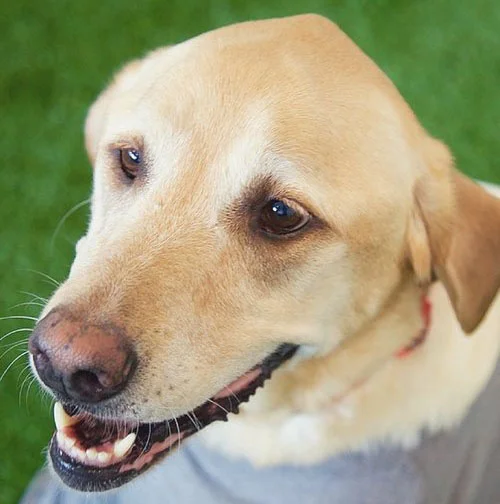 Roxy the Dog Chief Cuteness Officer Favorite Veggie: ...Peanut Butter?