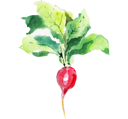 radish.jpg