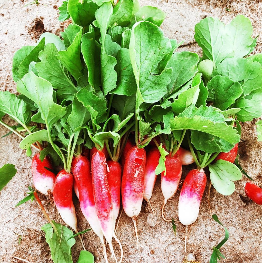 radish.jpeg