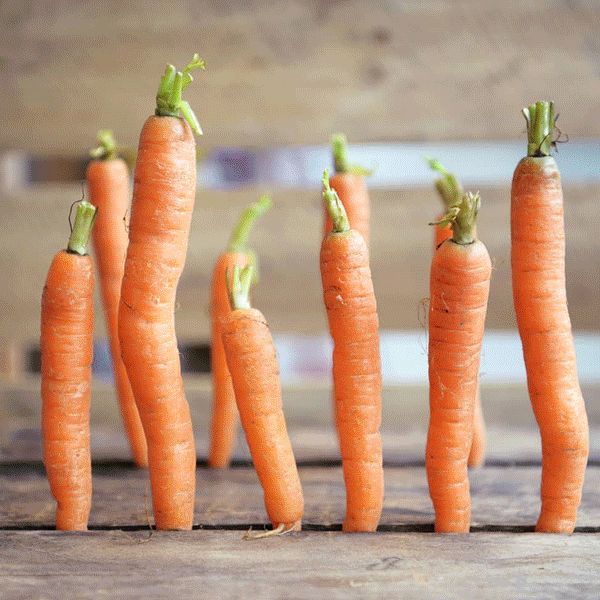 The Truth About Food Waste