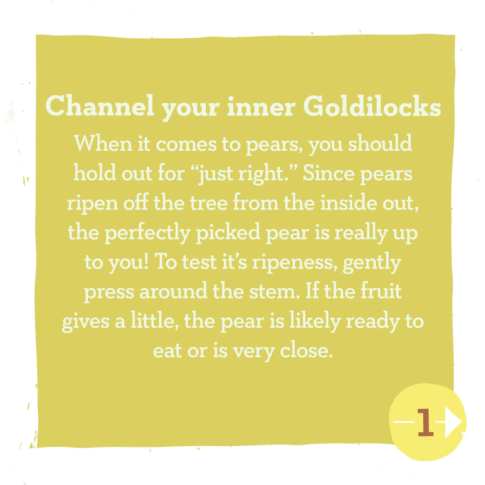 9.4 Pears 1.jpg
