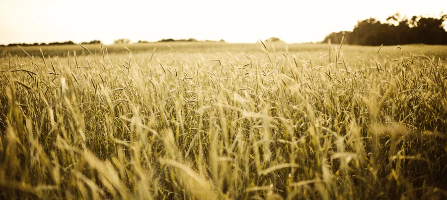Florida Wheat Field Family Portrait Photography