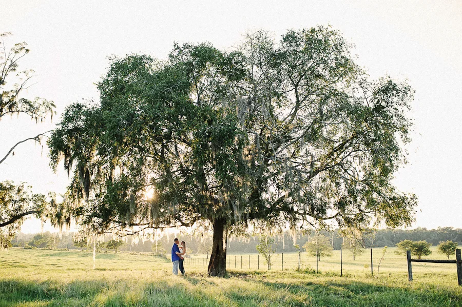 engagement under a big oak tree