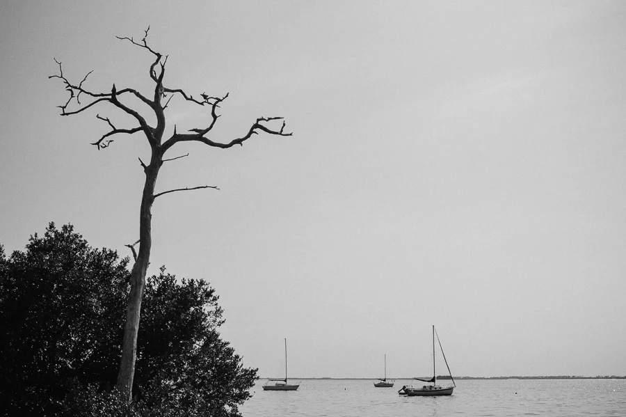 black and white, tree, boat, gulf, florida