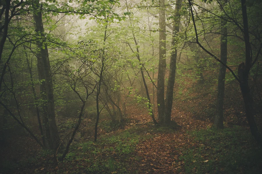 fuji, x100, appalachian trail, shenandoah national park, backpacking