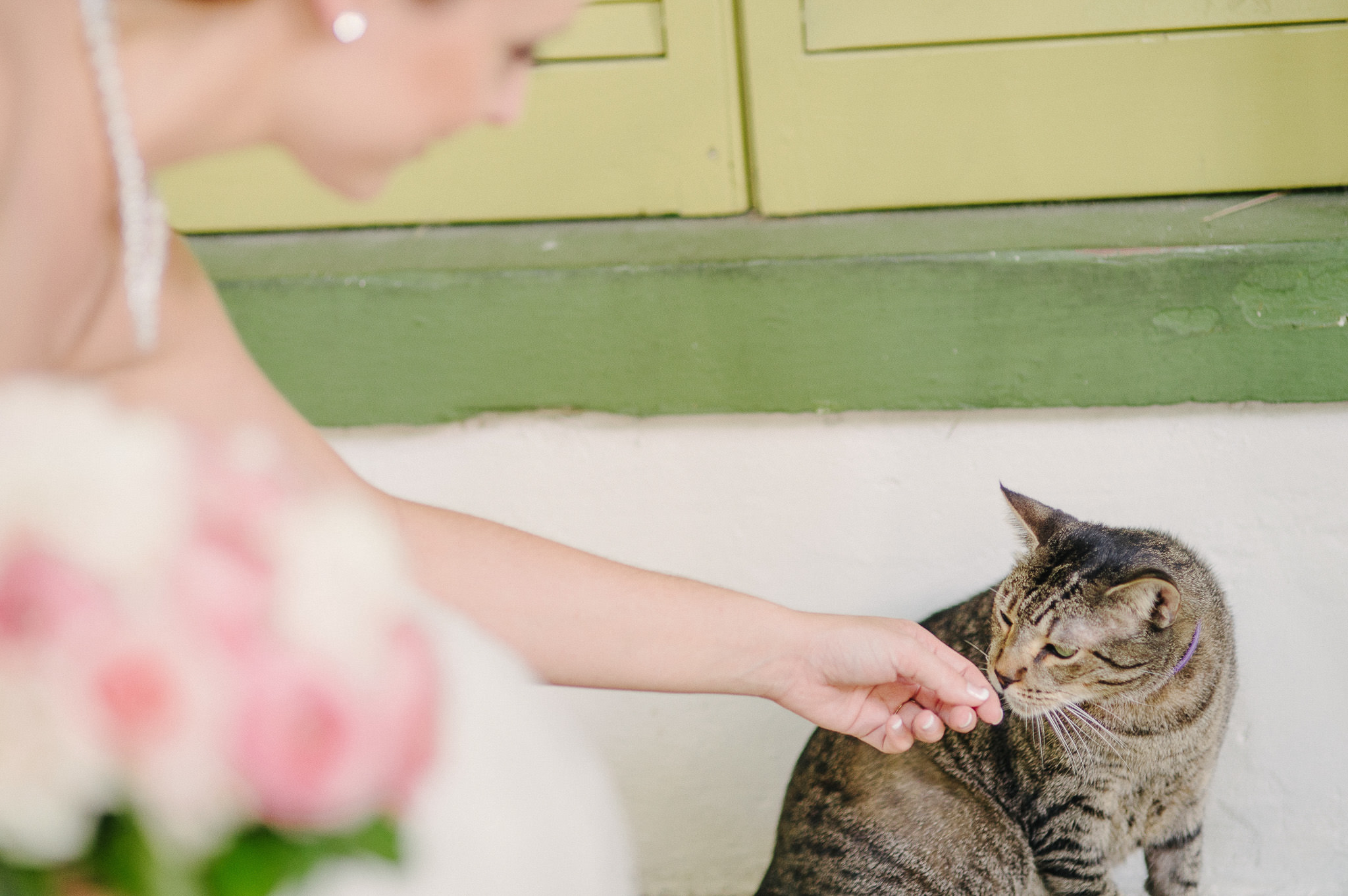 hemingway house wedding key west florida cat