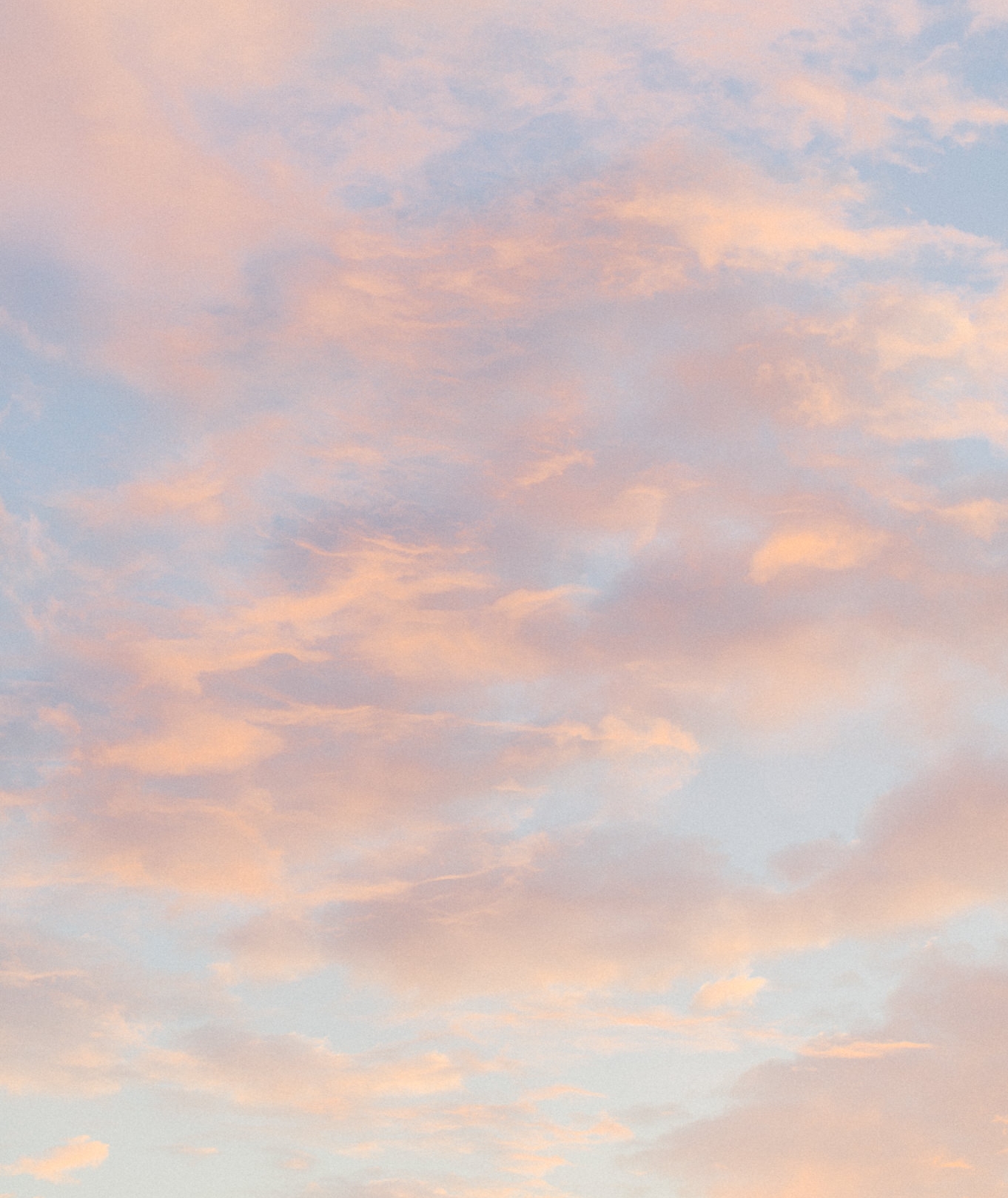 Orange Grove Sunrise Engagement Session | Sunglow Photography