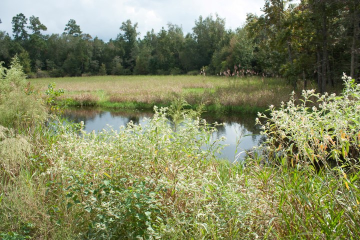 Ponds in open spaces