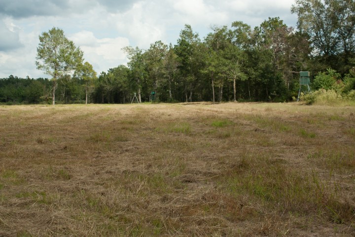 Open field