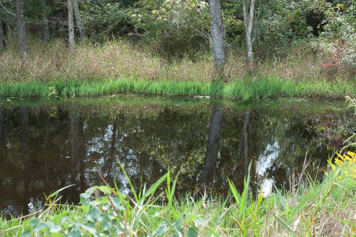 Pond