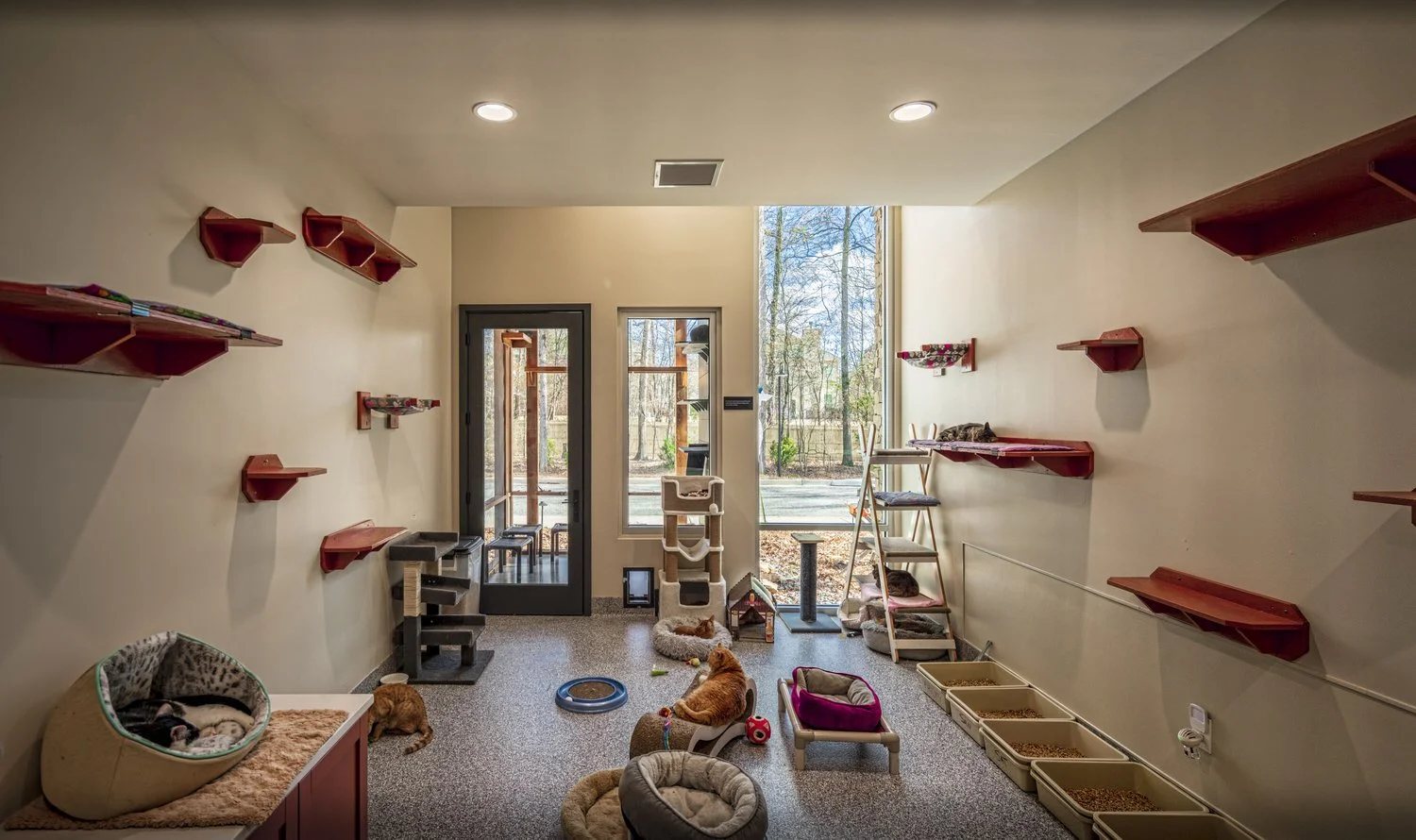 FURKIDS CAT SHELTER — BLUR Workshop