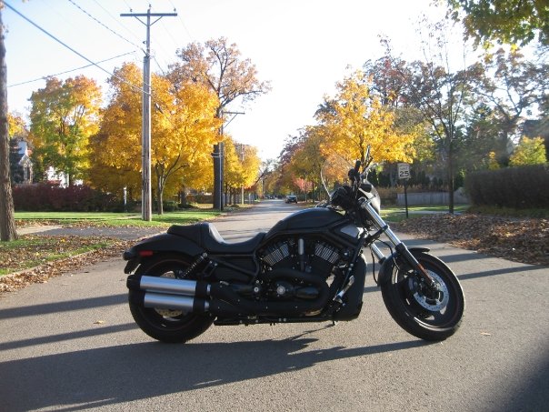 "Rogue" - 2010 Harley Davidson Night Rod Special