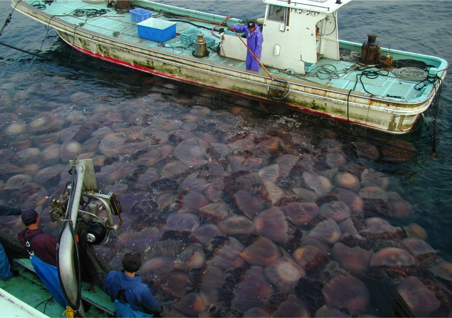 Why The Jellyfish? — The Jellyfish Project