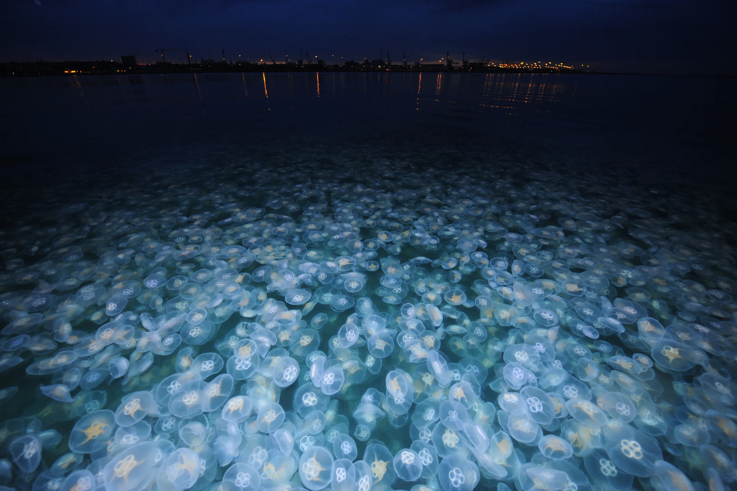Why The Jellyfish? — The Jellyfish Project