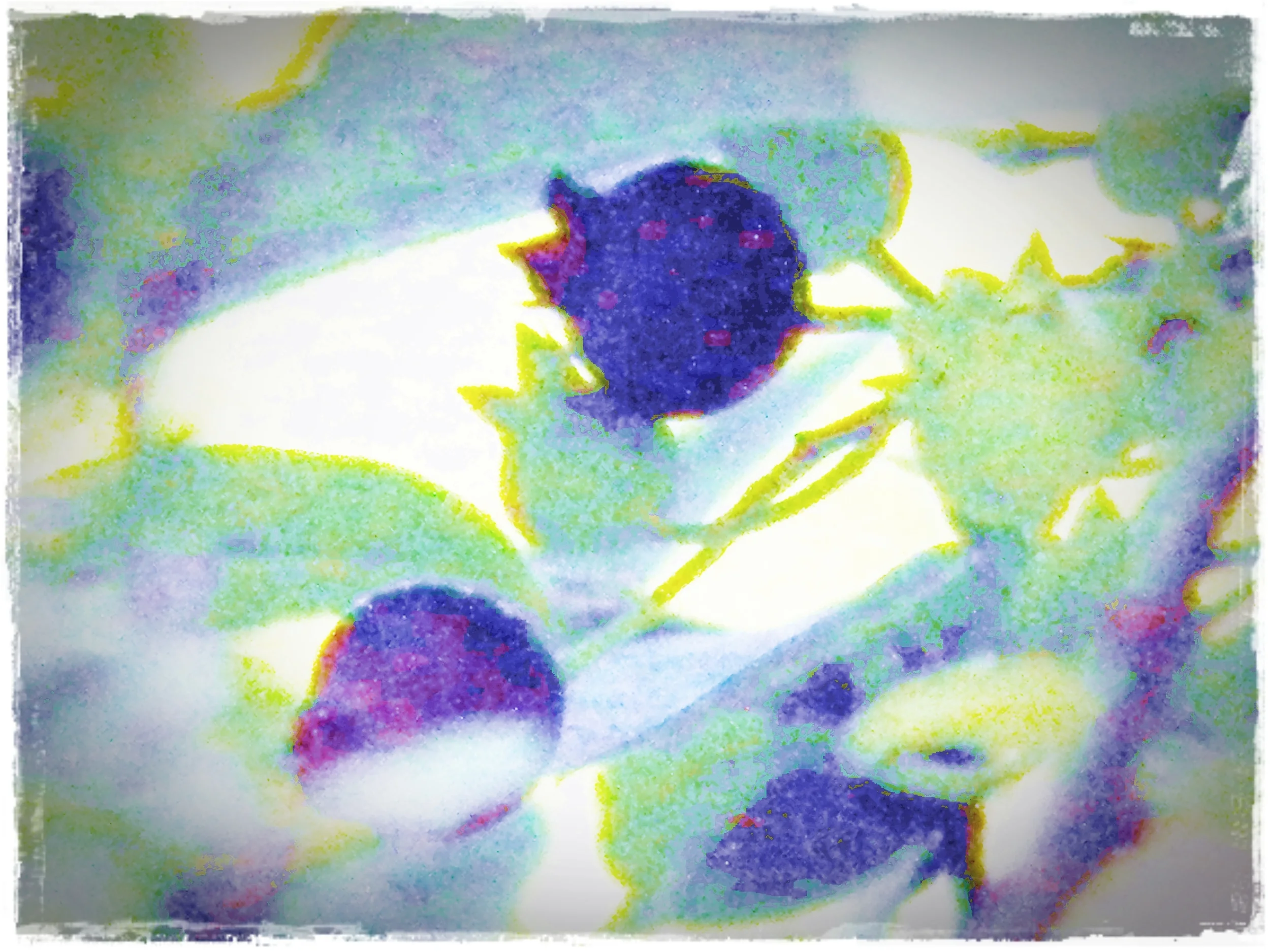 Blueberries and the Unhurried Child