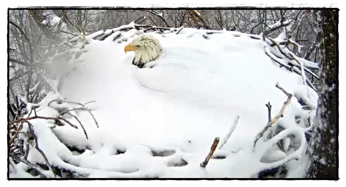 Image courtesy of the Pennsylvania Game Commission