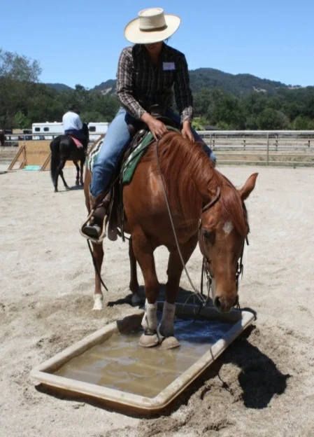 Does your horse willingly go into water? Are you sure? The water box can be a very challenging obstacle!