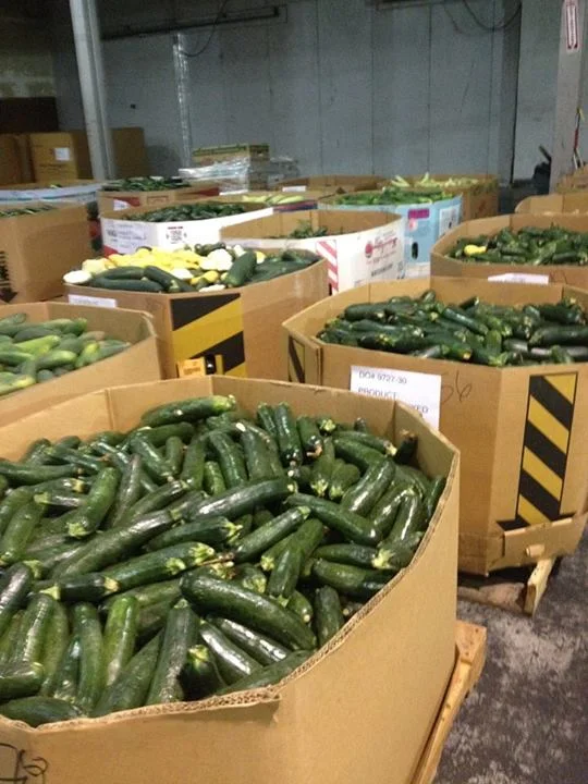 Zucchini doesn't get any fresher than this...