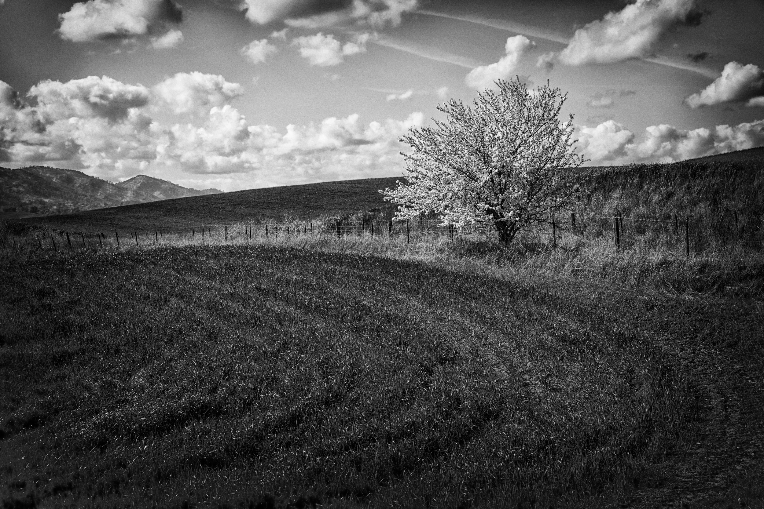 field.jpg