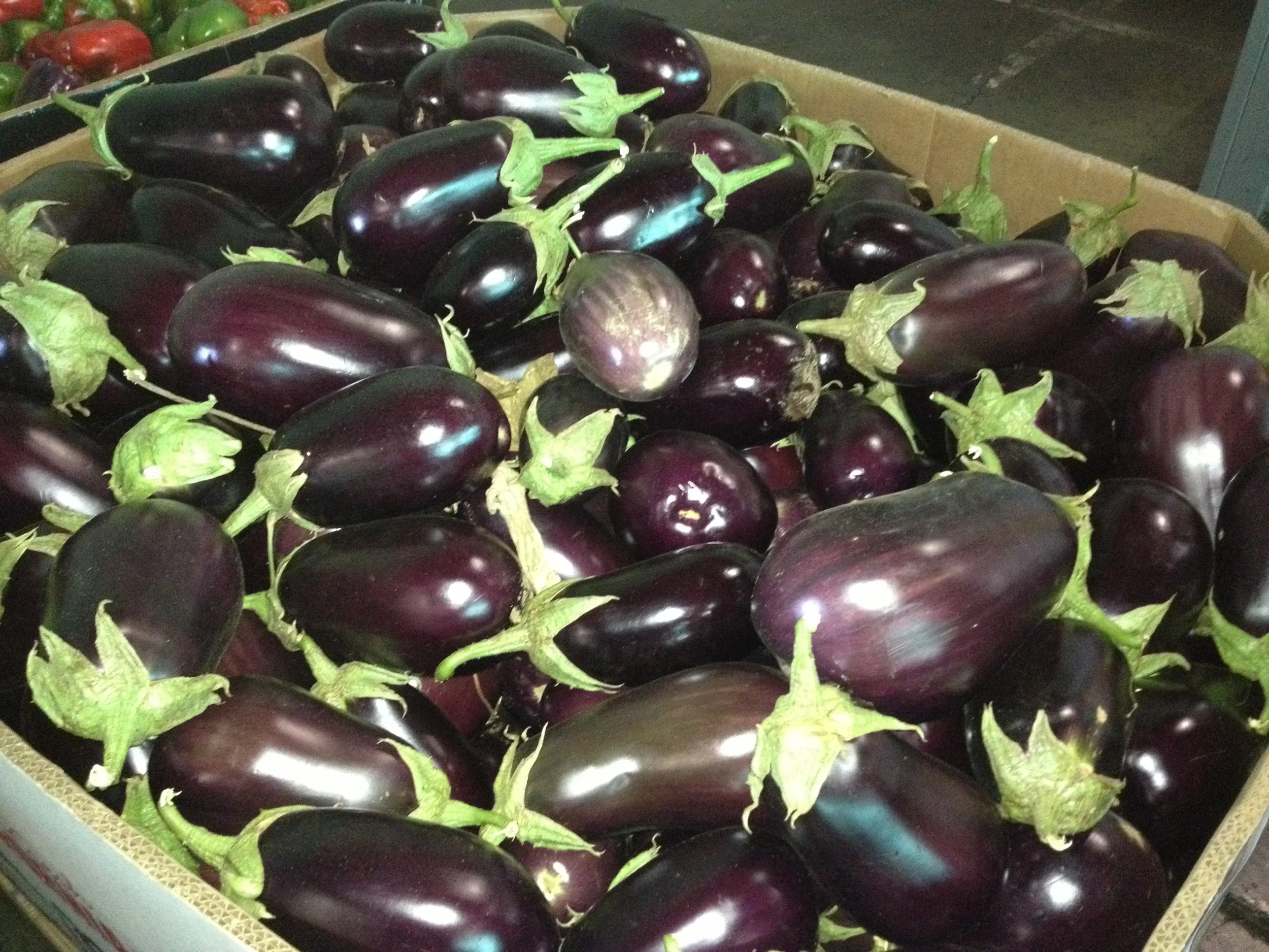 EggplantBin.jpg