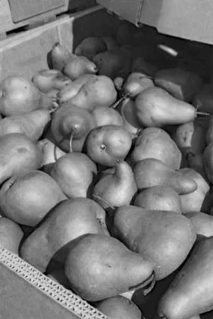 Fresh Food Donations