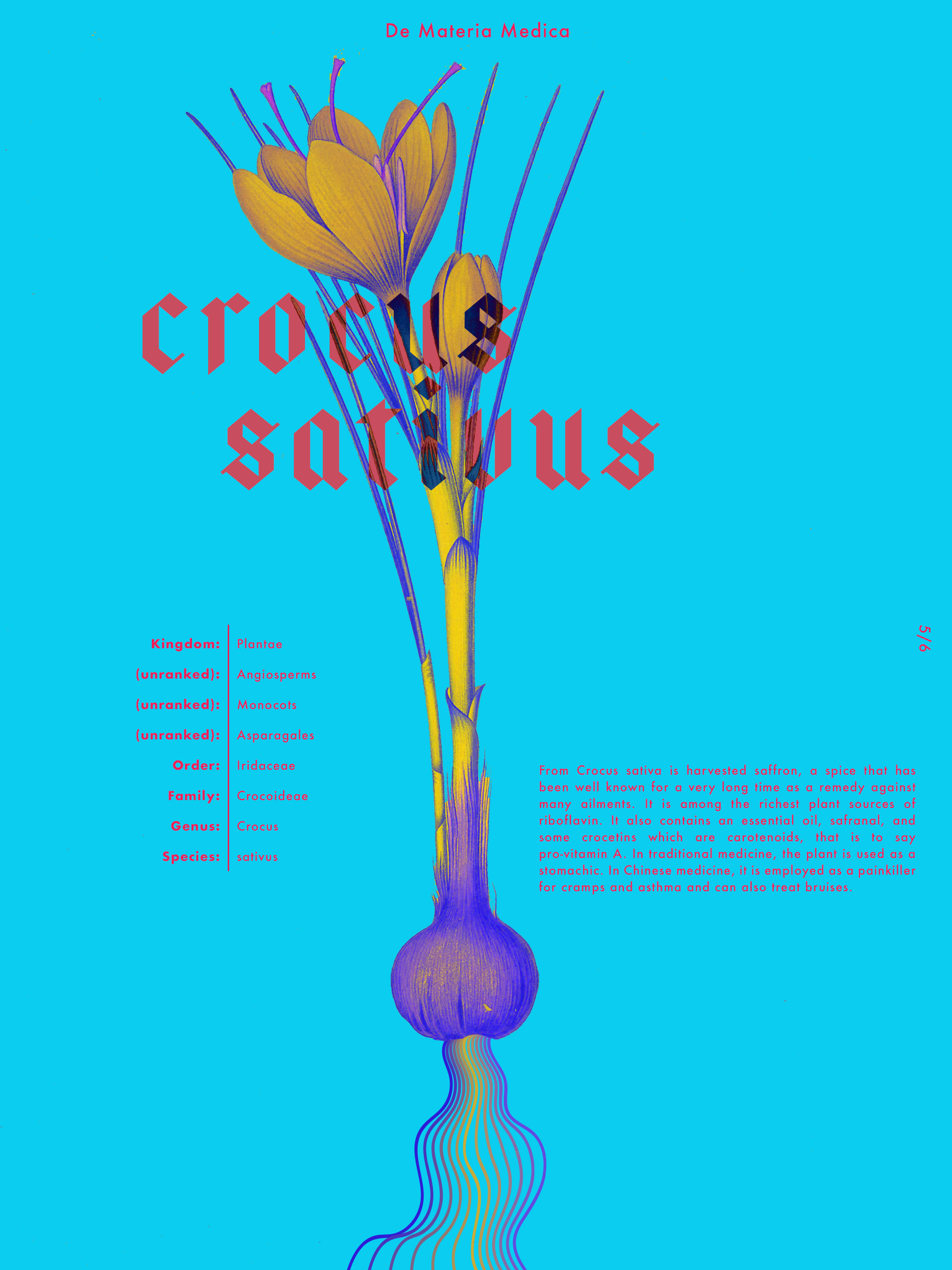 Crocus Sativus.jpg