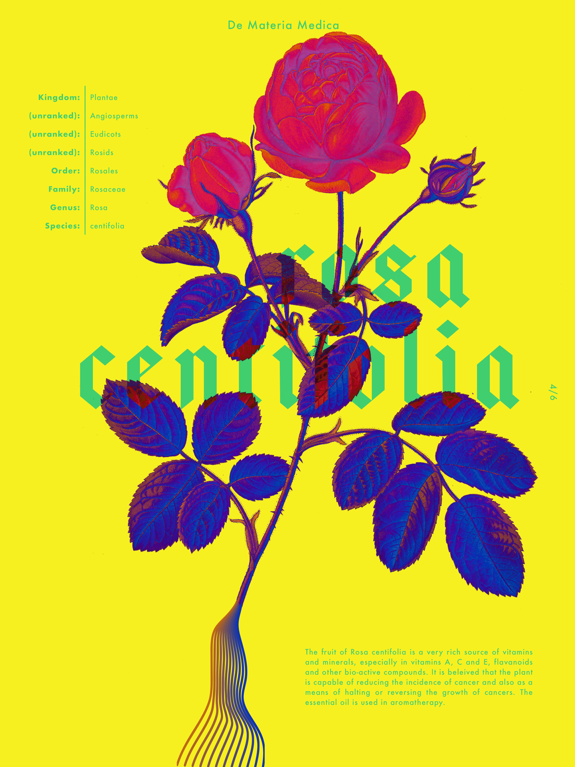 Rosa Centifolia.jpg