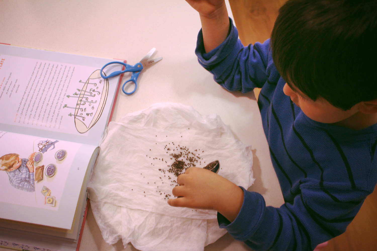 Carefully pouring the seeds.