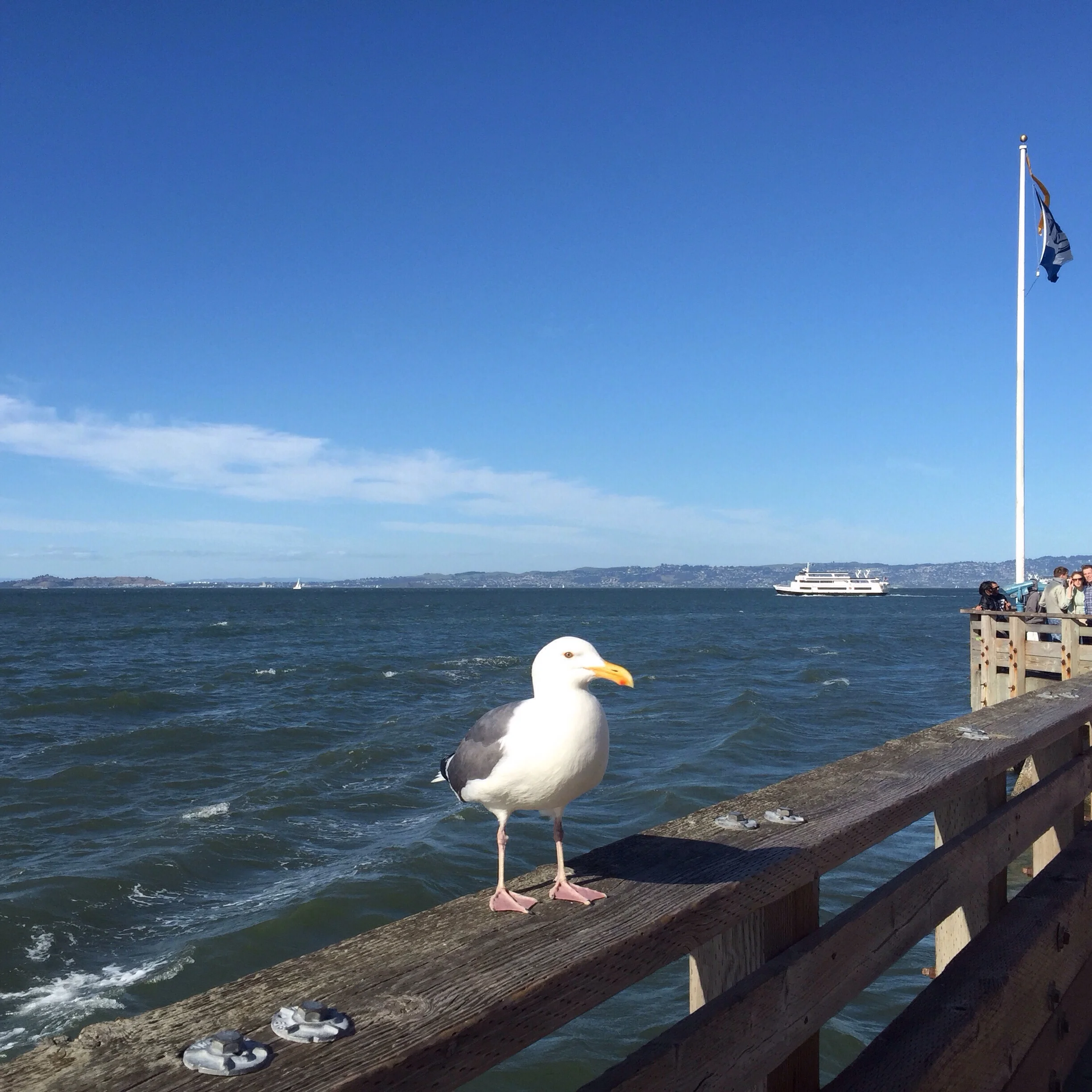 Pier 39 resident.