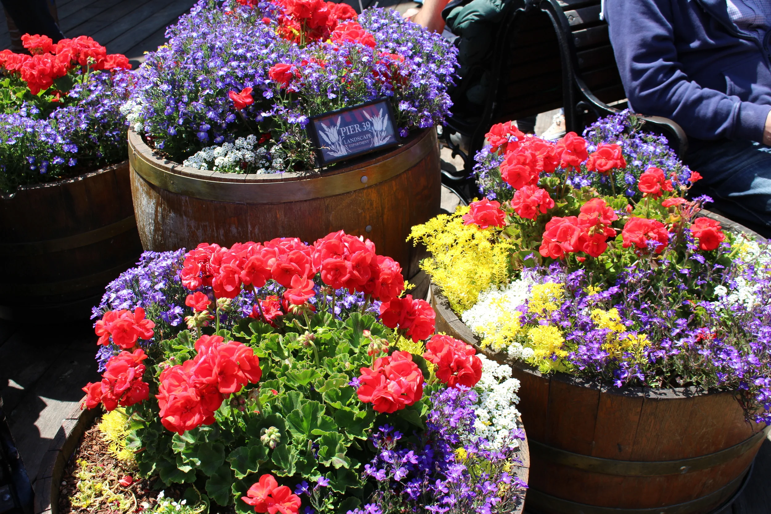 Amazing and colorful flowers at Pier 39.