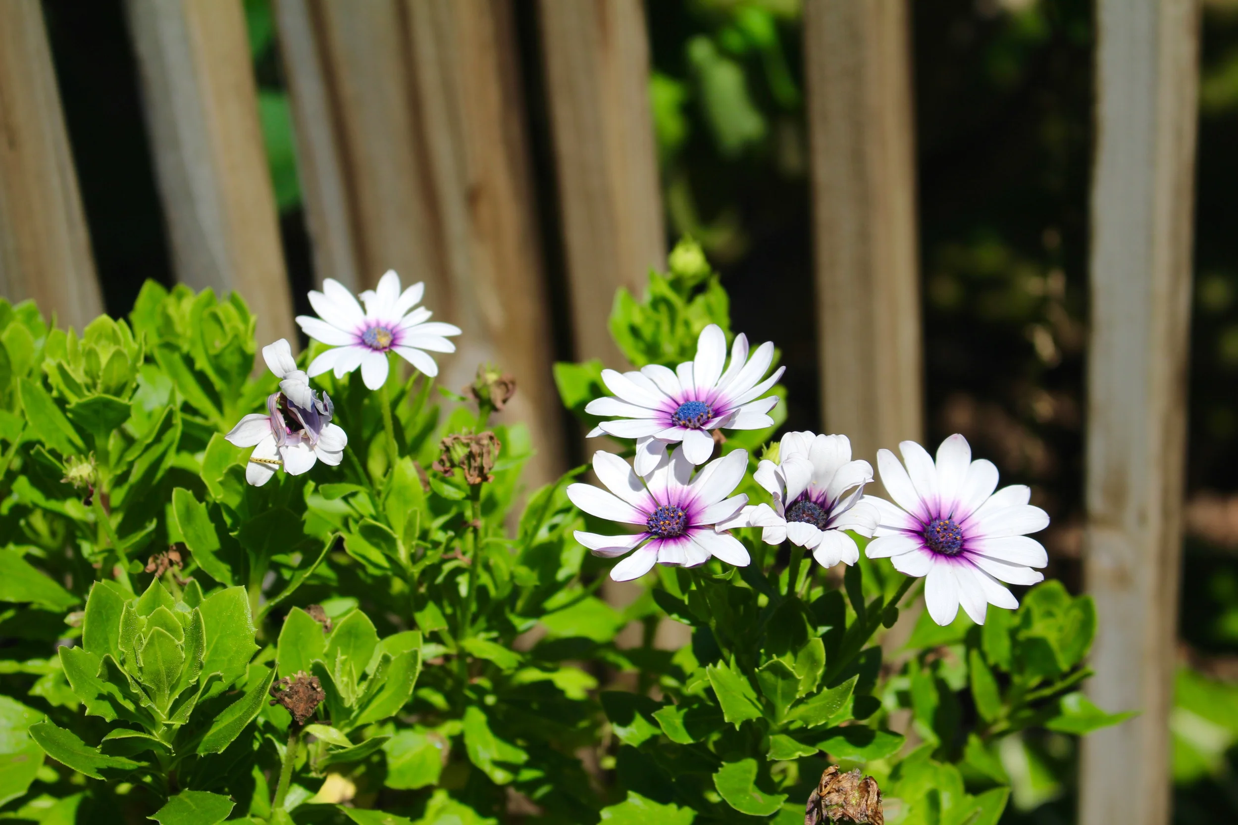 Pretty flowers^.^