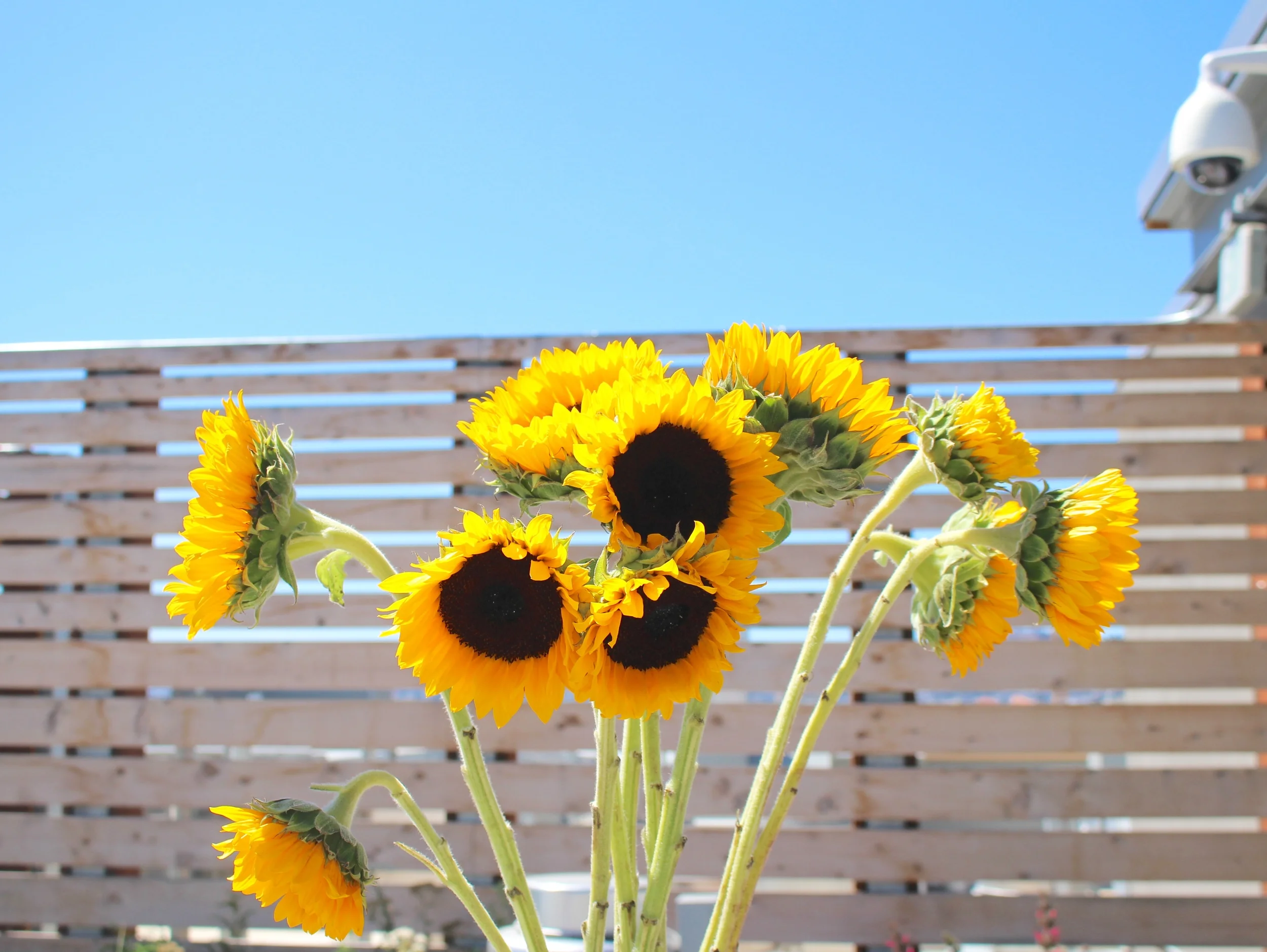 Always in the mood for sunflowers.