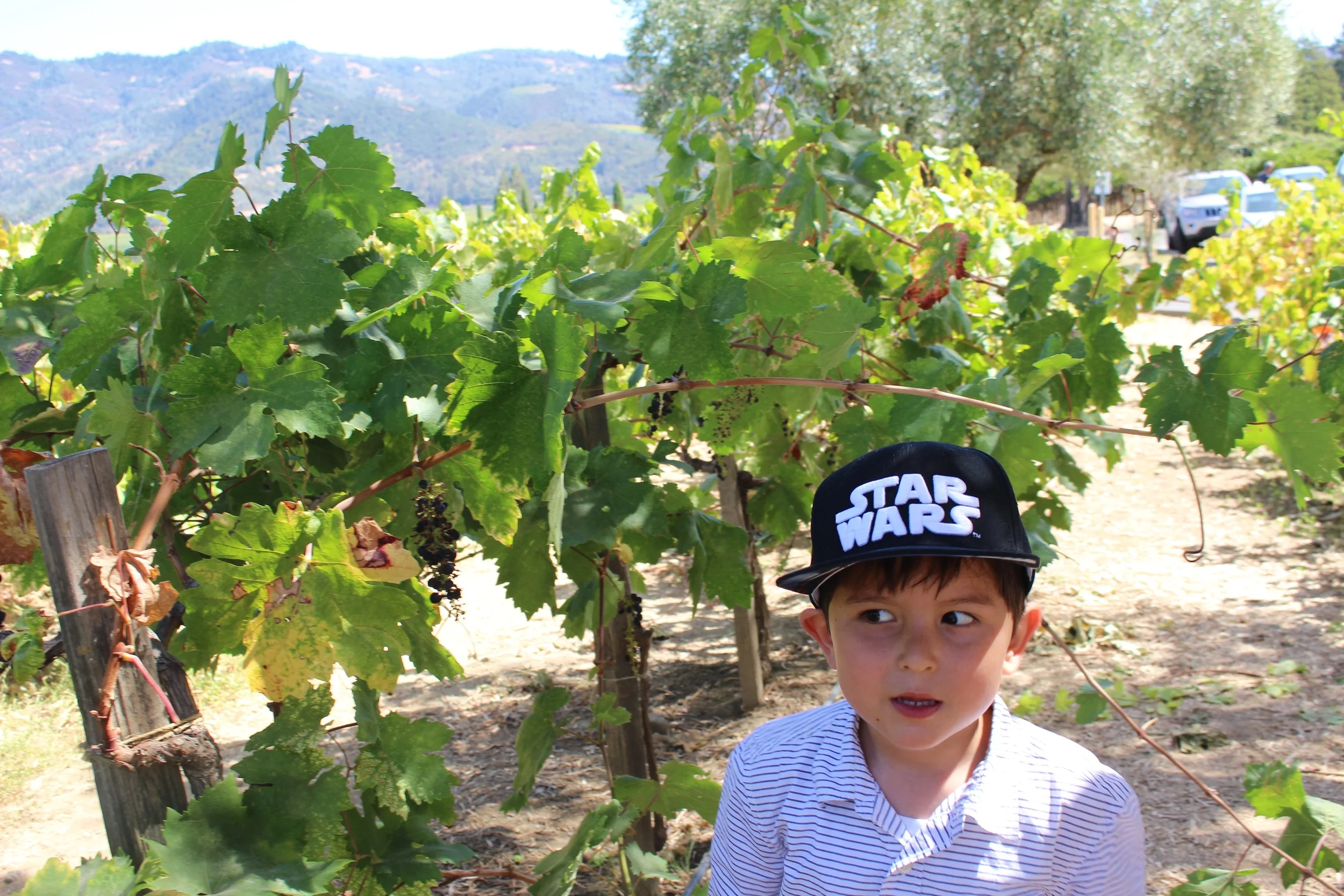 do these grapes make juice?