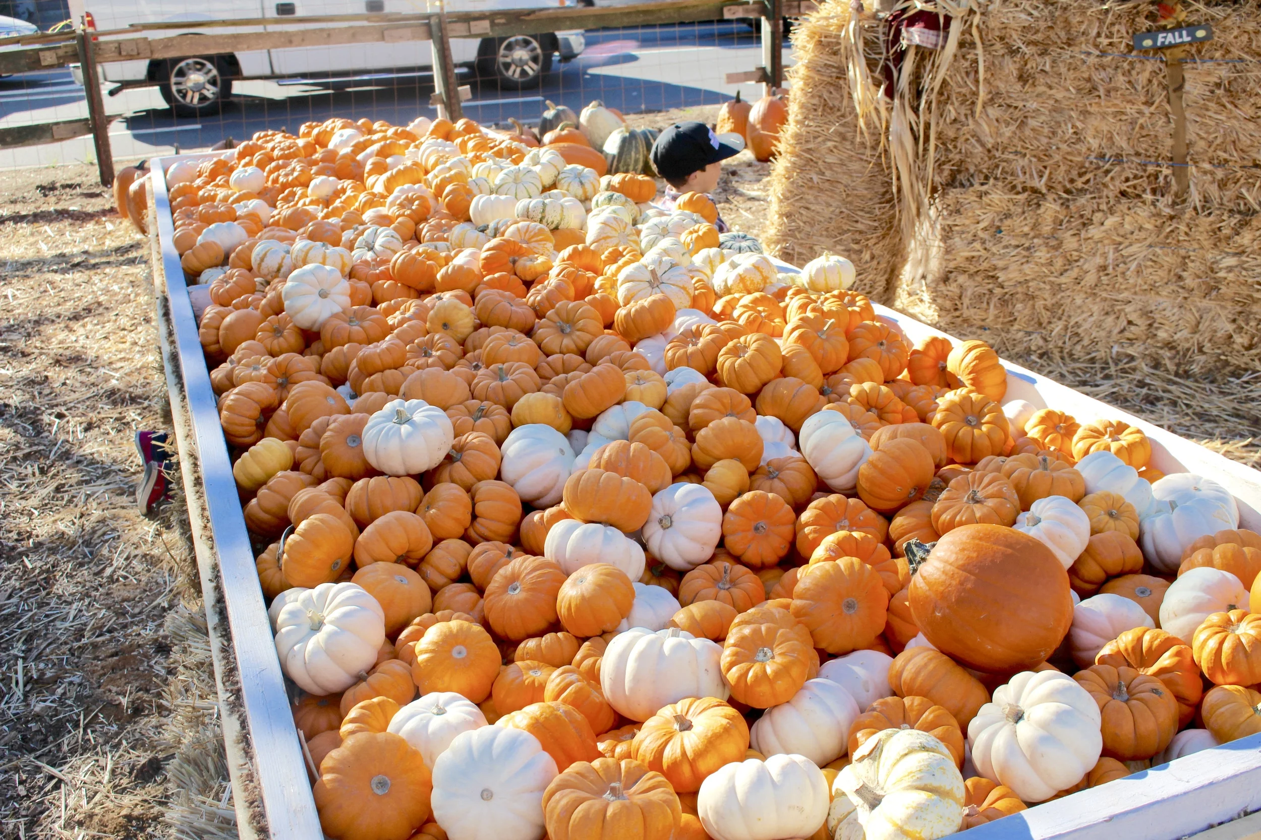 Pumpkinssss!