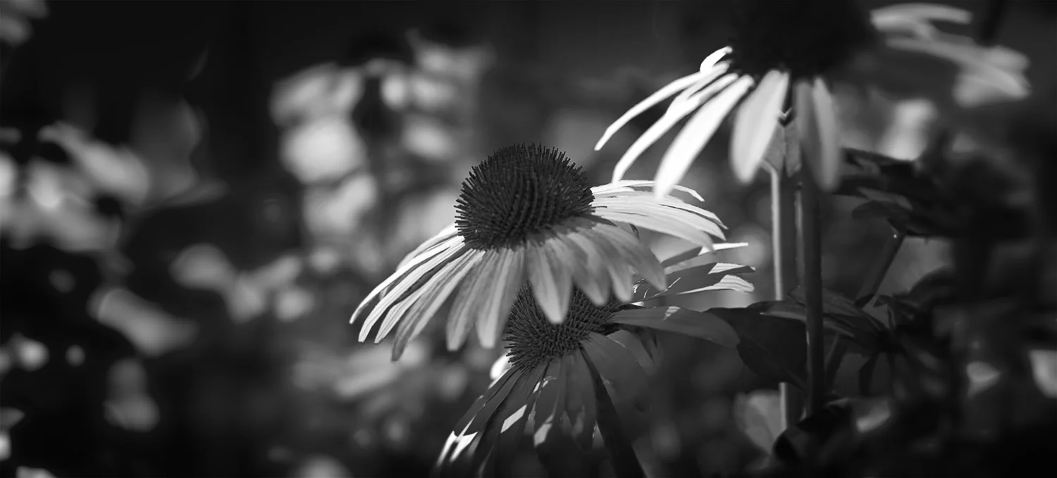 toymayker.com_Coneflower BW.jpg