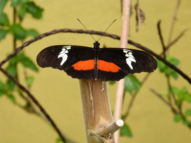 butterfly_1.jpg