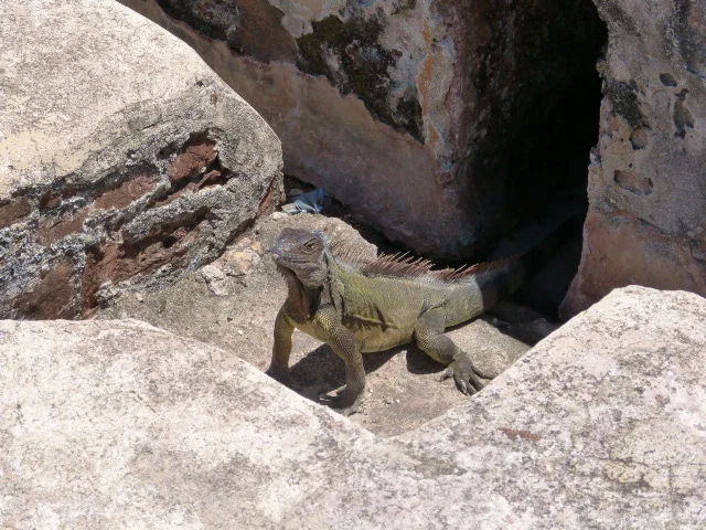 This guy caused more than one tourist to beat a hasty retreat to another part of the fort!