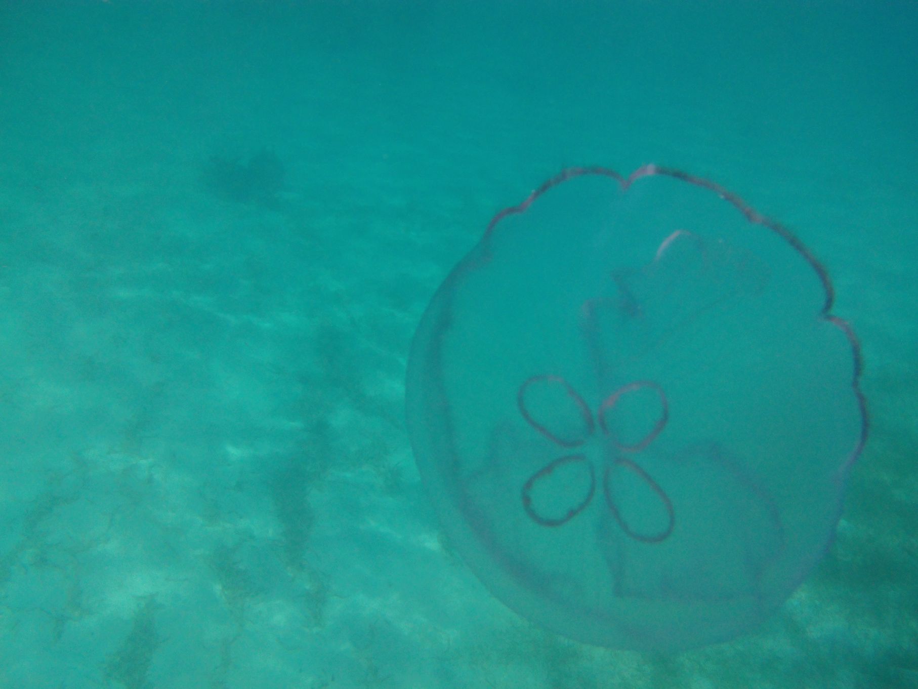 On the way to the reef I met this bad boy. I didn't touch it to test the strength of the sting, just made sure I stayed out of its way.