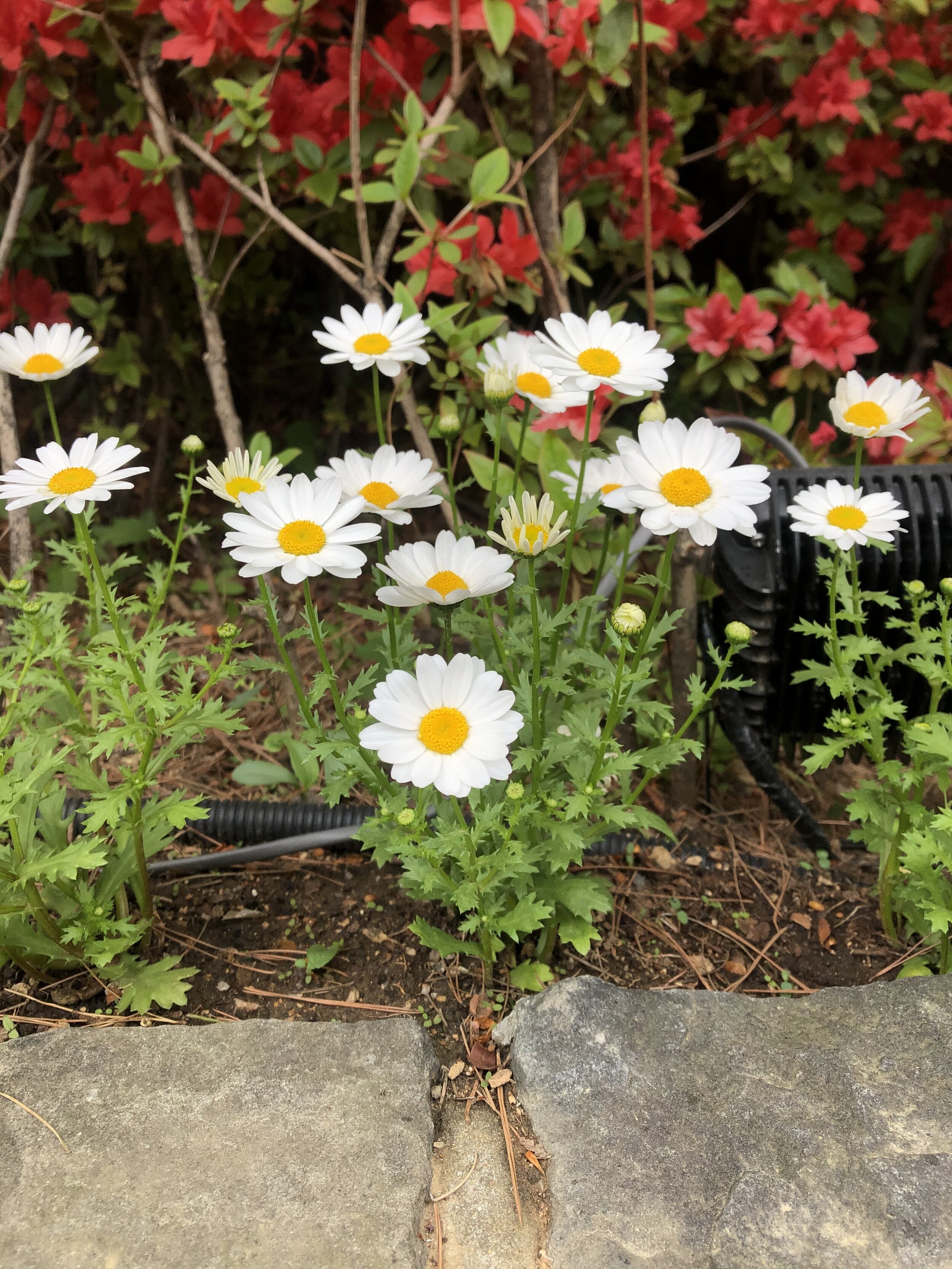 Daisies.