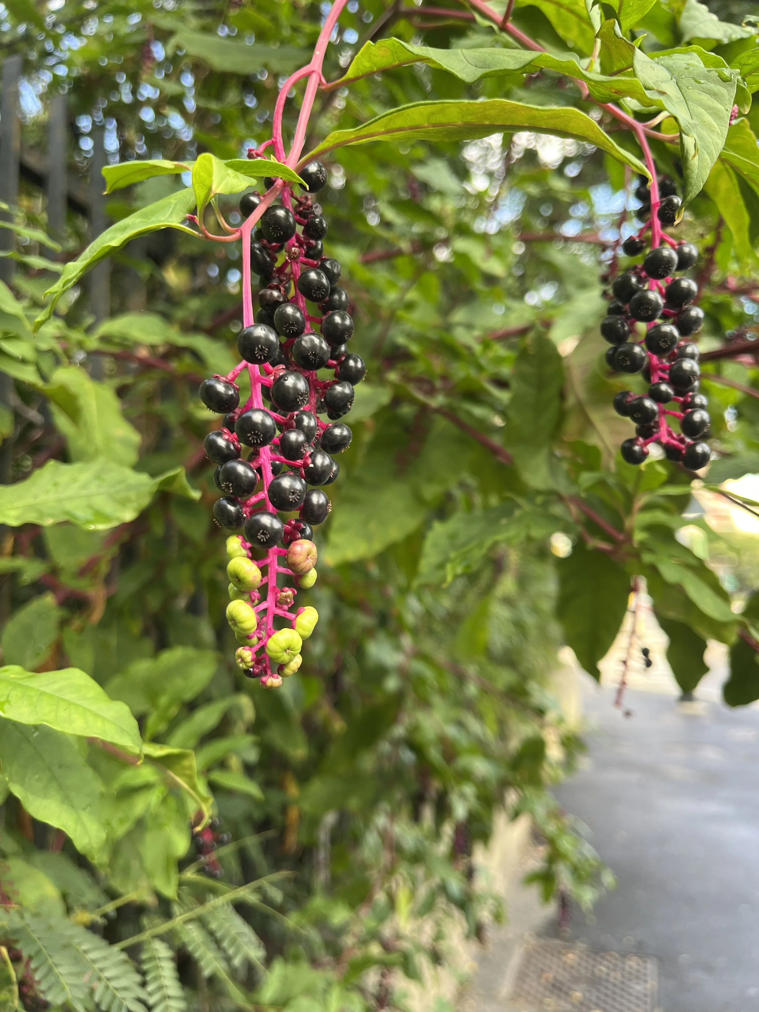  We had to wait for our bus for a long time, and I spent the time examining these berries. 